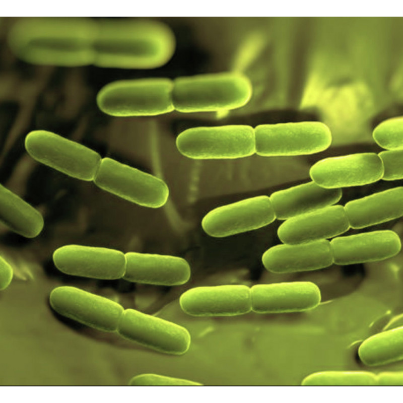 Ferments de bioprotection